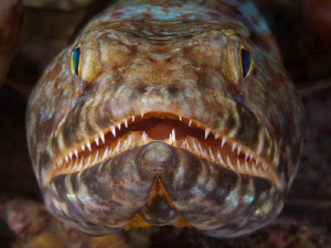 Lizardfish, Tulamben by Doug Anderson 